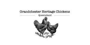 Grandchester Heritage Chickens Logo